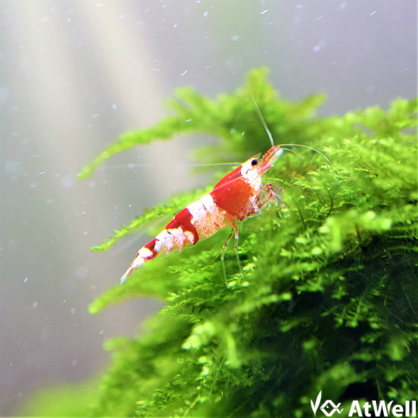 株式会社アットウェル レッドビーシュリンプグレード無選別 サイズ大きめ 匹 1匹補償サービス付き