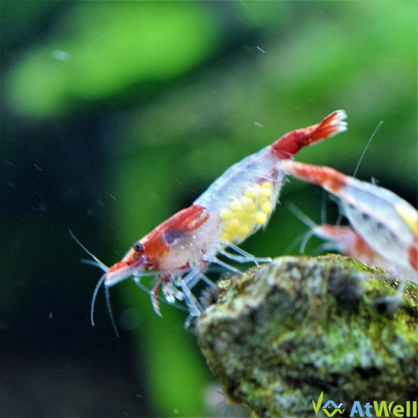 株式会社アットウェル レッドルリーシュリンプ 5匹