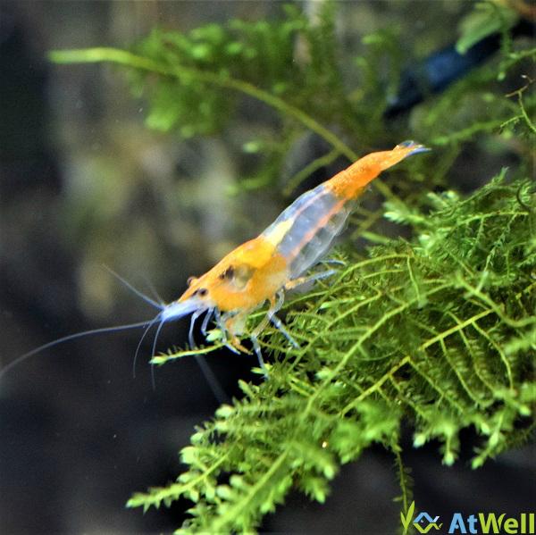 株式会社アットウェル オレンジルリーシュリンプ 10匹 1匹補償サービス付き